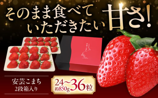 【12月20日～3月20日順次発送】水素水で育ったいちご「安芸こまち」2段箱入り（約850g）（24粒〜36粒入） 低農薬 苺 イチゴ 高級 フルーツ 果物 ベリー ギフト 贈答 三次市/田中電機工業 [APBI003] 1810504 - 広島県三次市