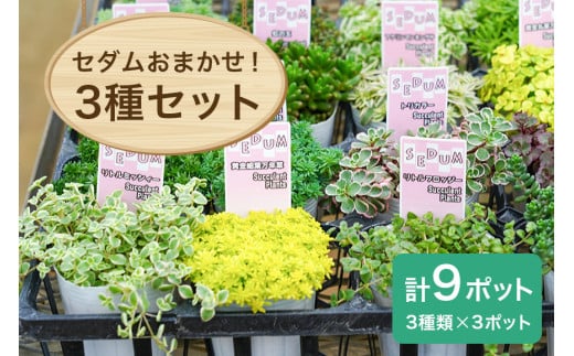 セダムお任せ 3種類×3ポットセット（合計9ポット） セダム 多肉 植物 品種 おまかせ 種類 セット 寄せ植え 観葉 苗 室内 育成 おしゃれ ギフト 贈り物 プレゼント 茨城 55-D 1806979 - 茨城県小美玉市