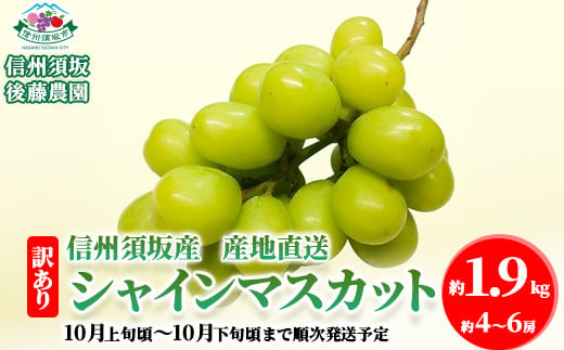 [No.5657-3774] 【先行予約】須坂市産 訳あり シャインマスカット 約1.9kg(約4～6房) 産地直送 《信州須坂後藤農園》■2025年発送■※10月上旬頃～10月下旬頃まで順次発送予定  1061538 - 長野県須坂市