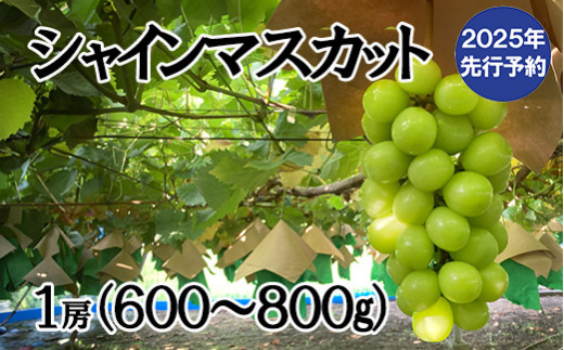 マスカットのふるさと納税 カテゴリ・ランキング・一覧【ふるさとチョイス】