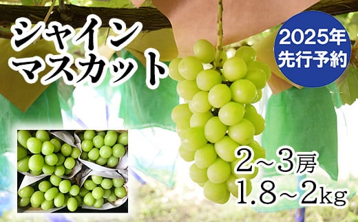 【2025年発送分 先行予約】 山梨おいしい果物園のシャインマスカット 1.8kg-2.0kg (2~4房)　産地直送 フルーツ シャイン マスカット ブドウ ぶどう 山梨 やまなし 富士川町 937543 - 山梨県富士川町