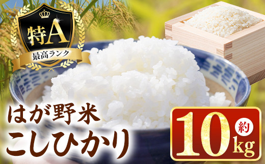 【令和7年新米】最高評価「特A」を何度も獲得！はが野米 こしひかり 10kg | 国産 ごはん 保存食 備蓄 新生活 こしひかり お 米 こめ おにぎり おむすび ごはん ご飯 真岡産 コシヒカリ 白米 真岡市 栃木県 送料無料 1548999 - 栃木県真岡市
