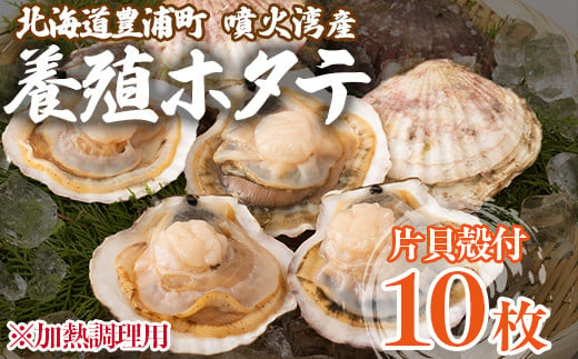 北海道 豊浦町 （噴火湾産）養殖ホタテ 加熱調理用（片貝殻付）10枚 【 ふるさと納税 人気 おすすめ ランキング 魚介類 貝 帆立 ホタテ ほたて 養殖 噴火湾 おいしい 美味しい 北海道 豊浦町 送料無料 】TYUN042 1817999 - 北海道豊浦町