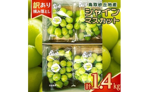 915．シャインマスカット 訳あり 家庭用 鳥取砂丘地産 1.4kg（350g×4パック） ※離島への配送不可 ※2025年8月下旬～10月下旬頃に順次発送予定 1362615 - 鳥取県北栄町