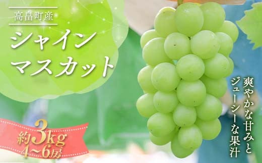 《2025年先行予約》山形県 高畠町産 シャインマスカット 約3kg(4~6房) 2025年9月下旬から順次発送 ぶどう ブドウ 葡萄 マスカット 大粒 種なし 高級 くだもの 果物 フルーツ 秋果実 産地直送 農家直送 数量限定 贈答 ギフト F21B-364 1840469 - 山形県高畠町