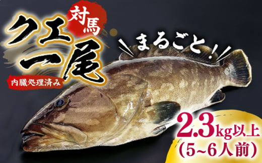 対馬産クエ 丸ごと1匹 2.7kg以上！《対馬市》【エムズスタイル】直送 新鮮 マルモン 刺身 しゃぶしゃぶ 鍋 くえ アラ 高級魚 お祝い プレゼント 還暦 [WCN005] 1839552 - 長崎県対馬市