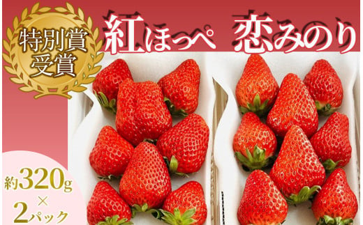 【 先行予約 _ 2025年1月以降順次配送】特別賞受賞！ご自宅用いちごBabyBerryFarm　300g以上２パック　紅ほっぺ 恋みのり いちご 果物 フルーツ 苺 イチゴ くだもの 静岡県産 期間限定　<A-2> 292583 - 静岡県南伊豆町