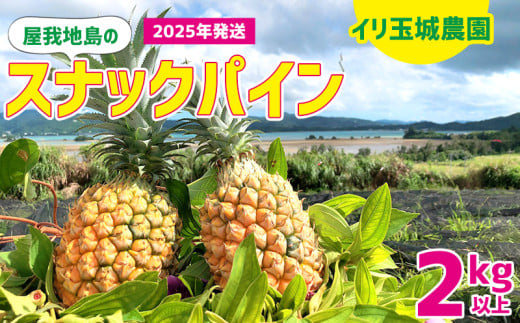 2025年「屋我地島のスナックパイン」2kg以上屋我地島　イリ玉城農園 沖縄 先行予約 国産 パインアップル ぱいん 県産 名護市 なご ２キロ 送料無料 ご当地 ふるさと納税 お取り寄せ 果物 くだもの 果実 青果物 デザート フルーツ おやつ 1838511 - 沖縄県名護市