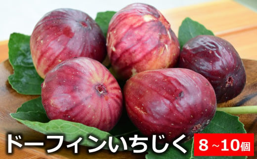 【先行予約・令和7年秋発送】ドーフィン いちじく 8～10個 [Y0419]