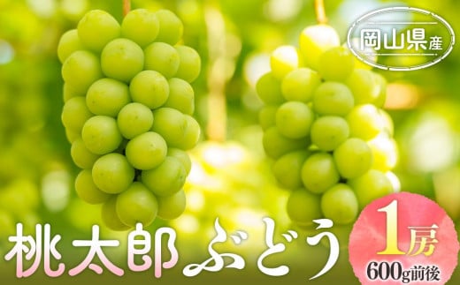 ぶどう 2025年 先行予約 桃太郎 ぶどう 1房 600g前後 ブドウ 葡萄  岡山県産 国産 フルーツ 果物 ギフト 778423 - 岡山県岡山市