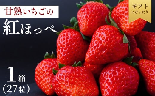 【1月下旬発送】甘熟いちごの紅ほっぺ 選べる数量 1箱 (27粒)  | いちご 苺 イチゴ  紅ほっぺ べにほっぺ 甘い 完熟 完熟いちご 濃厚 果物 フルーツ おやつ デザート ストロベリー パフェ いちご大福 ショートケーキ いちごサンド フルーツサンド ジュース スムージー ショートケーキ ヨーグルト  ギフト 贈答 贈り物 新鮮 期間限定 季節限定 茨城県 龍ケ崎市 1836635 - 茨城県龍ケ崎市