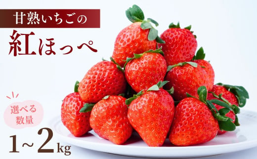 [1月下旬発送]甘熟いちごの紅ほっぺ 選べる数量 1kg or 2kg (1パックあたり250g) | いちご 苺 イチゴ 紅ほっぺ べにほっぺ 甘い 完熟 完熟いちご 濃厚 果物 フルーツ おやつ デザート ストロベリー ショートケーキ いちごサンド フルーツサンド ジュース スムージー ショートケーキ ヨーグルト ギフト 贈答 贈り物 新鮮 期間限定 季節限定 茨城県 龍ケ崎市