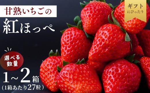 [1月下旬発送]甘熟いちごの紅ほっぺ 選べる数量 1箱 or 2箱 (1箱あたり27粒) | いちご 苺 イチゴ 紅ほっぺ べにほっぺ 甘い 完熟 完熟いちご 濃厚 果物 フルーツ おやつ デザート ストロベリー パフェ いちご大福 ショートケーキ いちごサンド フルーツサンド ジュース スムージー ショートケーキ ヨーグルト ギフト 贈答 贈り物 新鮮 期間限定 季節限定 茨城県 龍ケ崎市