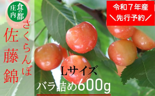 ★先行予約★食の都庄内　【令和7年産】庄内産さくらんぼ「佐藤錦」Lサイズ600gバラ詰め※令和7年6月中旬～下旬頃発送予定 1981434 - 山形県三川町