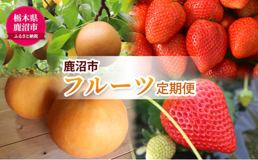 【 定期便 2回 】 大玉な梨 にっこり 2玉 約2kg と いちご市 鹿沼の 美味しい 「い」「ち」「ご」 とちあいか 15粒入り260g 2パック の フルーツ 定期便　【発送予定】 11月 2月 梨 いちご イチゴ 苺 フルーツ 果物 甘い うまい 鹿沼市 かぬま [№5840-2768] 1856605 - 栃木県鹿沼市