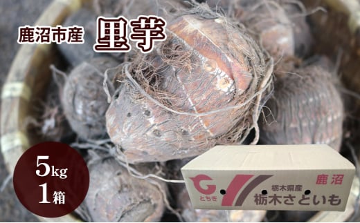 鹿沼市産 里芋 5kg 約50個入り 1箱  さといも 野菜 うまい しっとり ねっとり やわらか 食感 煮くずれしにい 鹿沼市 かぬま [№5840-2769]　※沖縄・離島への配送不可　※2025年11月上旬～11月下旬頃に順次発送予定 1856606 - 栃木県鹿沼市