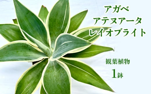 アガベ アテヌアータ レイオブライト 観葉植物　多肉植物 多肉植物 観葉植物 ロゼット型 鉢植え 庭植え グリーンインテリア ローメンテナ デコレーションプラン コレクション お気に入り 環境 ヒーリングプランツ おすすめ 花茎 沖縄県 国産 くつろぎ 人気 直送 送料無料 1838730 - 沖縄県宜野座村