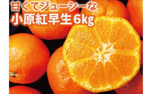 65セット限定！真っ赤なみかん　小原紅早生　約6ｋｇ！（香川県共通返礼品) 1839261 - 香川県善通寺市