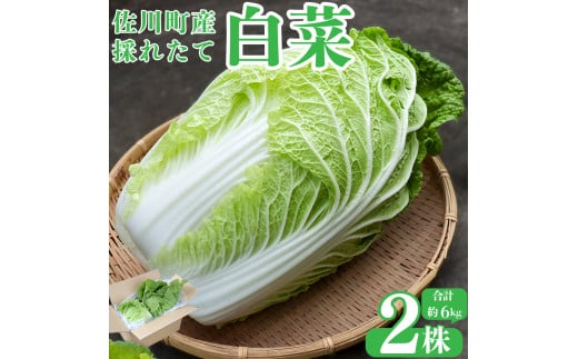 ＜佐川町産 白菜 2株（約6kg）＞ 無双 高知 新鮮 野菜 お鍋 シチュー