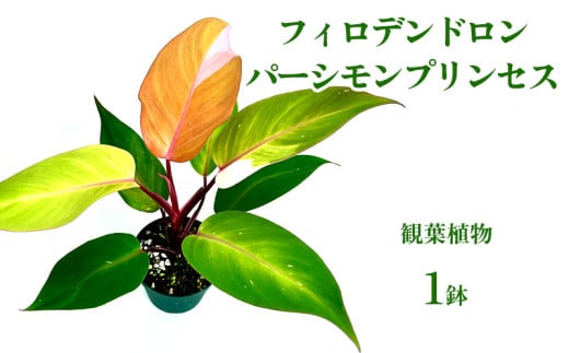 フィロデンドロン パーシモンプリンセス 観葉植物 観葉植物 アロイド科 トロピカルプラント 室内植物 葉の模様 インテリアグリーン 室内装飾 空気清浄 葉の形 お気に入り 葉の美しさ コレクター おすすめ 成長速度 沖縄県 国産 くつろぎ 人気 直送 送料無料 1838729 - 沖縄県宜野座村