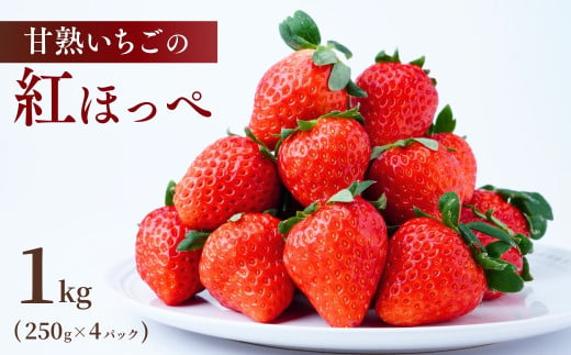 【1月下旬発送】甘熟いちごの紅ほっぺ 選べる数量 1kg (250g×4パック)  | いちご 苺 イチゴ  紅ほっぺ べにほっぺ 甘い 完熟 完熟いちご 濃厚 果物 フルーツ おやつ デザート ストロベリー パフェ いちご大福 ショートケーキ いちごサンド フルーツサンド ジュース スムージー ショートケーキ ヨーグルト  ギフト 贈答 贈り物 新鮮 期間限定 季節限定 茨城県 龍ケ崎市 1836632 - 茨城県龍ケ崎市