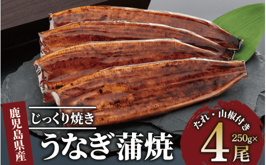 【鹿児島県産】うなぎ蒲焼じっくり焼き約250g×4尾 木目化粧箱入り(大新/038-1108) 鰻 蒲焼 国産 丑の日 うな重 無頭 ギフト ふっくら 小分け レンジ 簡単 1005508 - 鹿児島県指宿市