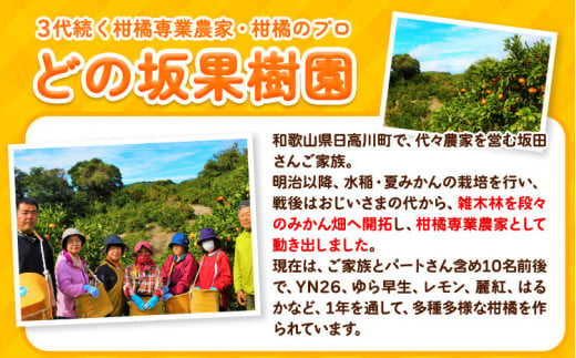 和歌山県日高川町のふるさと納税 麗紅 訳あり 麗紅 5kg れいこう みかん サイズ不選別 どの坂果樹園《2025年1月末-2月末頃出荷予定》和歌山県 日高川町 みかん 柑橘 フルーツ 果物 ミカン 柑橘 産地直送 送料無料