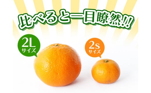 和歌山県紀美野町のふるさと納税 ボリューム満点！大玉  温州みかん 4kg  秀優品【2L～3Lサイズ】【2024年12月から2025年２月下旬頃に順次発送】＜味好農園＞/ 温州 蜜柑 みかん 柑橘 果物 フルーツ ミカン 甘い 美味しい【agy018B】