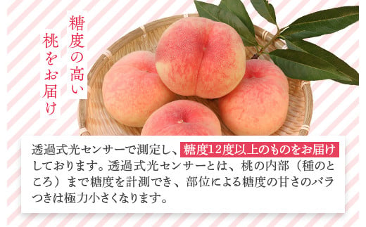 福島県国見町のふるさと納税 透過式光センサー川中島白桃 特秀3kg相当 9玉～11玉＜ ふくしま未来農業協同組合 ＞ | ふくしま 桃 福島 もも 国見 モモ ※2025年8月中旬頃に順次発送予定 ※沖縄・離島への配送不可