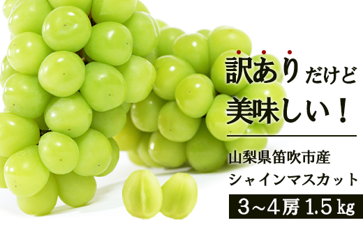 ＜25年発送先行予約＞訳あり　シャインマスカット1.5㎏ 154-044 1861332 - 山梨県笛吹市