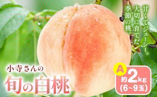 小寺さんの旬の白桃 約2kg 6～9玉 小寺壽夫 《7月中旬-8月中旬頃出荷》 岡山県 笠岡市 岡山県産 モモ 果物 フルーツ もも 桃 紅清水 川中島白桃 なつおとめ st-p