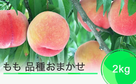 桃 もも モモ 品種おまかせ 果物 フルーツ くだもの 約2kg 2025年産 令和7年産 ja-moxxx2 1818013 - 山形県大石田町