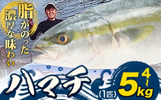 鮮魚 魚 ハマチ 海産物 4～5kg (1匹) 勇和水産《12月末-2月上旬頃出荷》岡山県 笠岡市 送料無料 はまち さかな 刺身 ブリ 鰤 お取り寄せグルメ