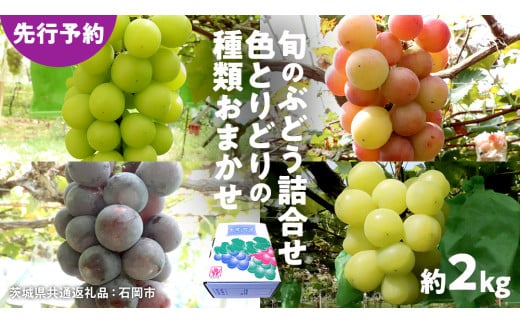 [ 先行予約 ]旬のぶどう詰合せ 色とりどりの種類おまかせ 約2kg(3〜6房)(茨城県共通返礼品:石岡市) ぶどう シャインマスカット 巨峰 詰め合わせ 果物 フルーツ 旬 人気 産直 採れたて 新鮮 秋 国産 [ 2025年9月初旬から発送開始 ]