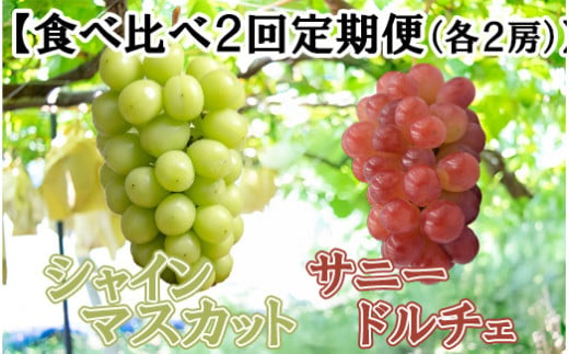 【数量限定】【2025年発送分 先行予約】【２回食べ比べ定期便・別送】シャインマスカット（２房）+サニードルチェ（２房）食べ比べ定期便（２回発送） ※本州限定　シャイン シャインマスカット フルーツ 果物 くだもの 山梨 やまなし サニードルチェ 食べ比べ 定期便 1778886 - 山梨県富士川町