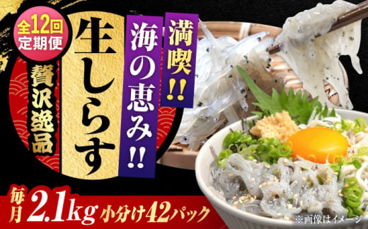 【全12回定期便】しらす 冷凍 シラス　小分け 干し 生しらすのプリッした食感と塩味が抜群！生しらす50g×42個 冷凍 シラス 鮮魚 ギフト 海鮮丼 広島県産 江田島市/三島水産株式会社 [XCN019] 1854650 - 広島県江田島市