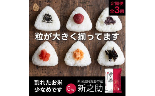 【3か月定期便】 新潟県阿賀野市産 新之助 5kg×3回 計 15kg 米杜氏 壱成 白米 精米 大粒 つや 光沢 弾力 芳醇 1H52040