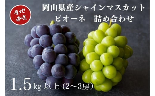 厳選 シャインマスカット・ニューピオーネ 2～3房 合計1.5kg以上 詰合せ 産地直送 朝採れ ぶどう 葡萄 Kawahara Green Farm 岡山県産 2025年 1857778 - 岡山県岡山市