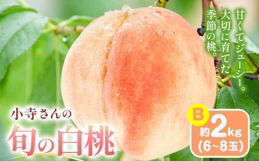 小寺さんの旬の白桃 2kg 6～8玉 小寺壽夫 《7月中旬-8月下旬頃出荷》 岡山県 笠岡市 岡山県産 モモ 果物 フルーツ もも 桃 白桃 白鳳 清水白桃 岡山夢白桃 白麗 白露 白皇 st-p