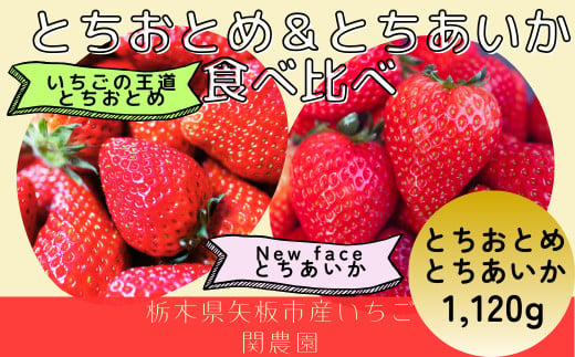 朝獲れ新鮮とちおとめ＆とちあいか食べ比べセット【12月中旬より順次発送予定】｜いちご イチゴ 苺 フルーツ 果物 産地直送 とちおとめ とちあいか 矢板市産 栃木県産 関農園 [0610] 1861421 - 栃木県矢板市