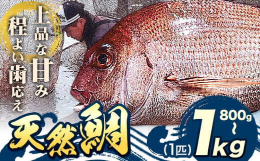 鮮魚 魚 鯛 天然 海産物 800g～1kg (1匹) 勇和水産《10月末-7月上旬頃出荷》岡山県 笠岡市 送料無料 タイ さかな 刺身 煮つけ 鯛めし お取り寄せグルメ