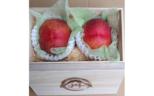 ＜周りに差をつける贈り物＞最高糖度25度の比類なき絶対糖度シャトーネクタリン2025年9月上旬発送【1468771】 1179285 - 山梨県山梨市