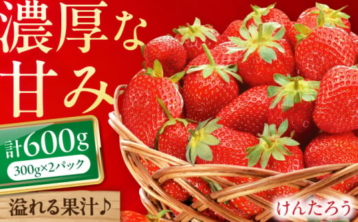 けんたろう 600g（300g×2トレー）《喜茂別町》【永島農園】 イチゴ いちご 苺 フルーツ 果物 季節限定 期間限定 冷蔵発送 [AJAR003] 10000 10000円 1万円 1855070 - 北海道喜茂別町