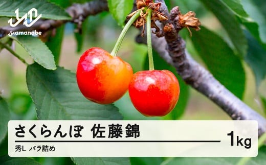 先行予約 さくらんぼ 佐藤錦 秀 L 1kg バラ詰め 令和7年産 2025年産 山形県山辺町産 フルーツ 果物 sa-snbsl1000 1861269 - 山形県山辺町