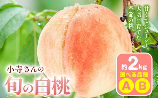 小寺さんの旬の白桃 2kg 6〜9玉 小寺壽夫 [7月-8月頃出荷] 岡山県 笠岡市 岡山県産 モモ 果物 フルーツ もも 桃 選べる 品種 白桃 白鳳 清水白桃 岡山夢白桃 白麗 白露 紅清水 川中島白桃 なつおとめ 白皇 白桃 st-p