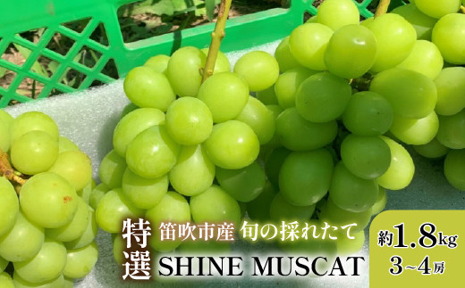 ＜25年発送先行予約＞山梨県笛吹市 特選 シャインマスカット 約1.8kg 3房～4房　105-002 1842117 - 山梨県笛吹市