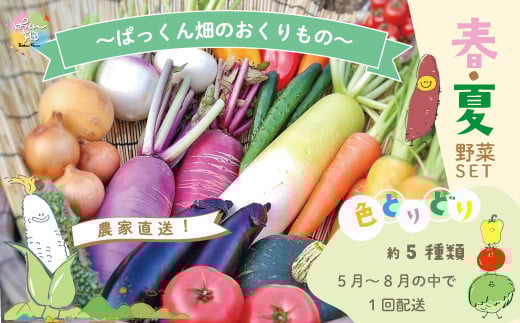 24-800．【早期受付】とれたて新鮮！ぱっくん畑のおくりもの～農家直送！春・夏野菜セット（約5種類）～【2025年5月～8月の間に1回配送】