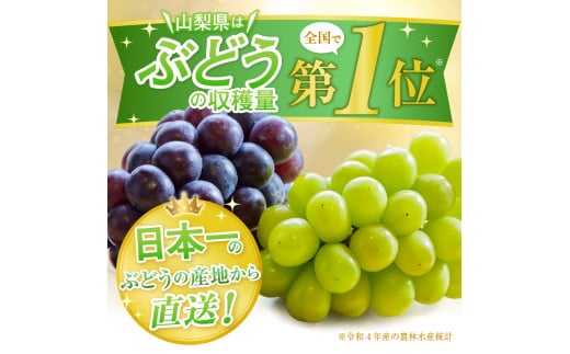 山梨県甲州市のふるさと納税 厳選！産地直送ぶどう「シャインマスカット」1.5kg以上（2～3房）【2025年発送】（KKH）B12-490 【シャインマスカット 葡萄 ぶどう ブドウ 令和7年発送 期間限定 山梨県産 甲州市 フルーツ 果物】