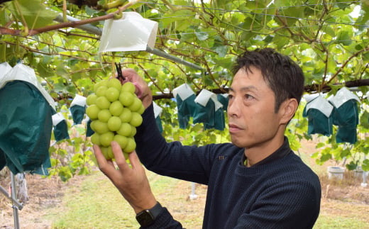 長野県中野市のふるさと納税 ＜2025年発送＞長野県生まれの新しいぶどうクイーンルージュ(R)2房(800g以上)中野市から直送_ ぶどう 葡萄 クイーンルージュ 果物 くだもの フルーツ 長野 産地直送 人気 おすすめ 送料無料 お取り寄せ 【1570785】