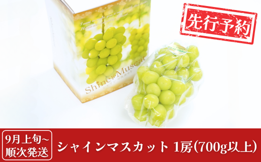 先行予約 シャインマスカット 1房(700g以上) [9月上旬から発送予定] 令和7年度 新潟県産 種なし ぶどう マスカット [JAえちご中越]【010S079】 868260 - 新潟県三条市